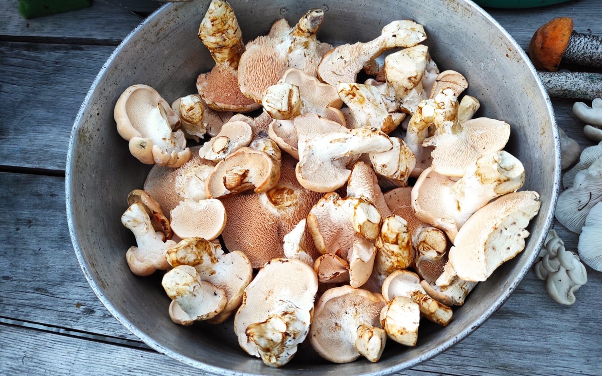 Готовим гриб майтаке