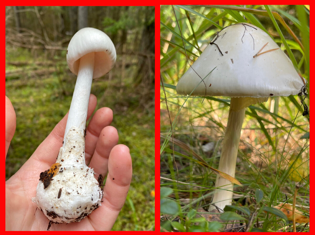 Различные стадии развития красного мухомора - Amanita Muscaria