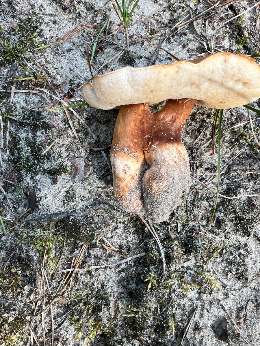 Самые распространенные грибы в мире – самые невкусные?