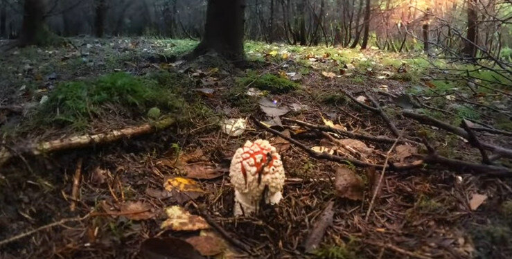 Где найти Красный Мухомор  Amanita Muscaria 