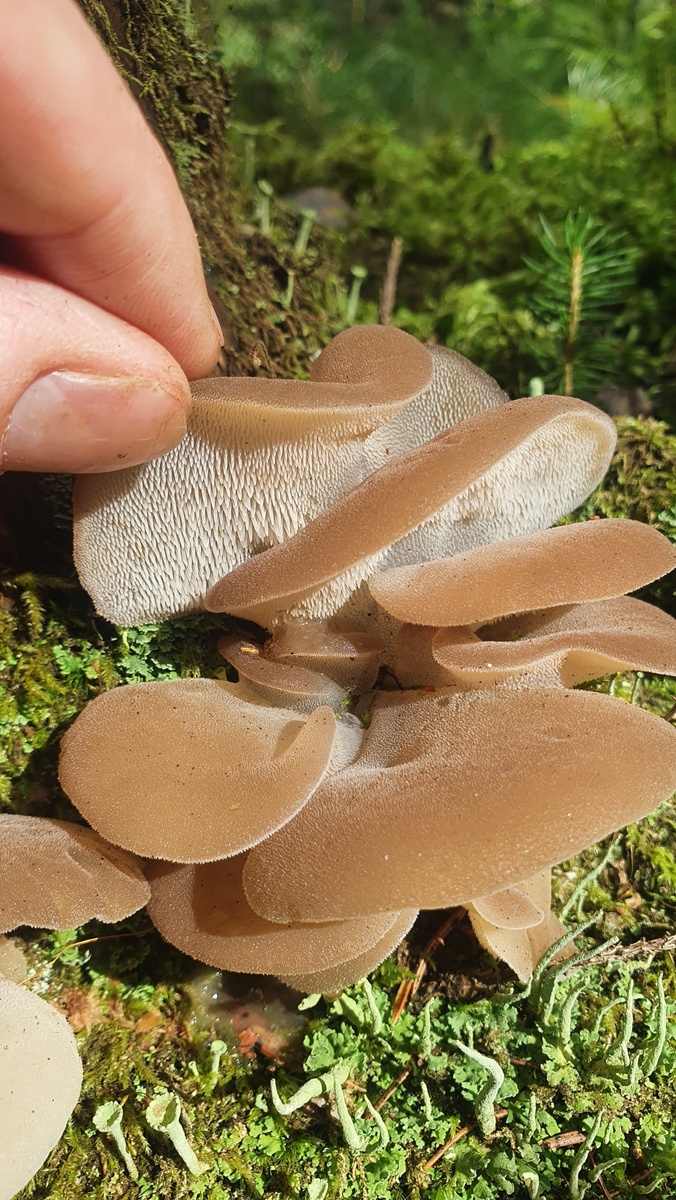 Готовим гриб майтаке