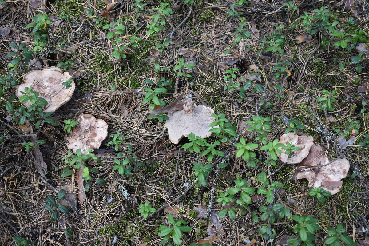 Съедобный или ядовитый гриб? Особенности грибной культуры в разных странах