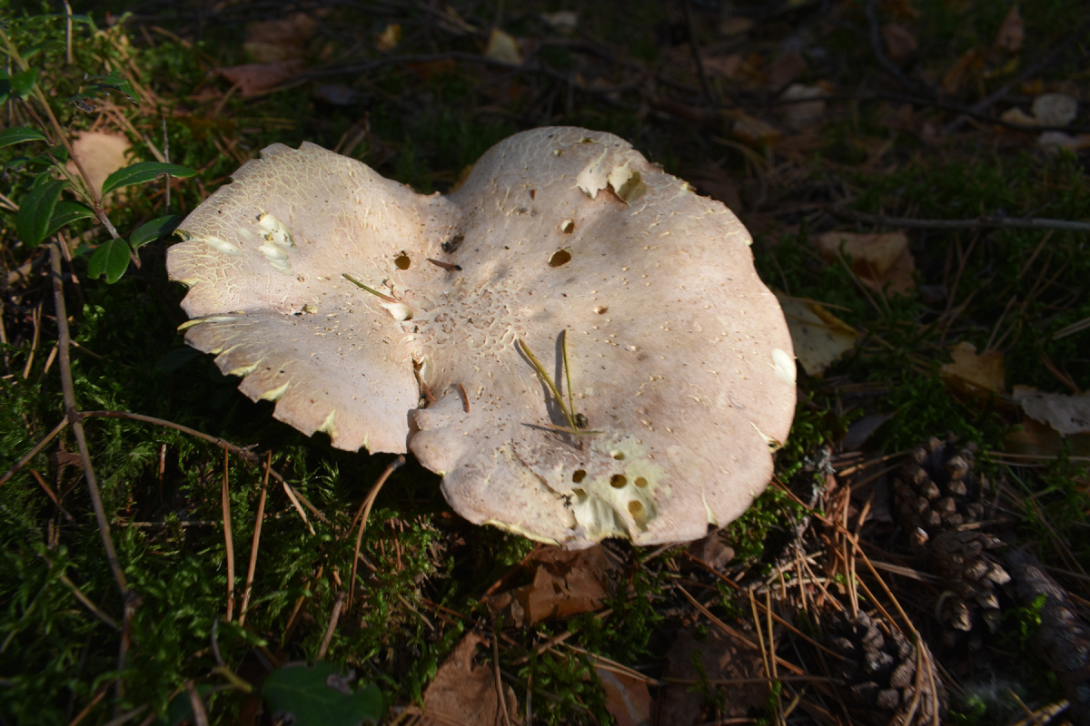 Съедобный или ядовитый гриб? Особенности грибной культуры в разных странах