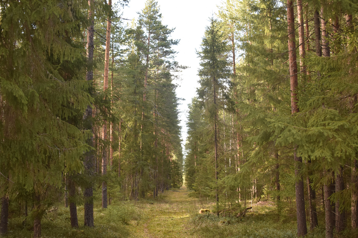 Съедобный или ядовитый гриб? Особенности грибной культуры в разных странах