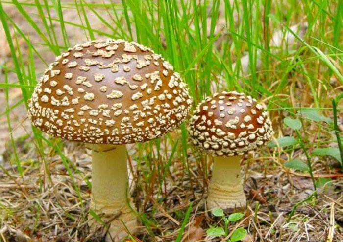 Пантерный мухомор и красный мухомор: различия в микродозинге