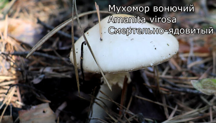 Обзор ангела-разрушителя: Мухомор вонючий Amanita Virosa - фото, описание