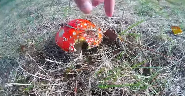Где найти Красный Мухомор  Amanita Muscaria 