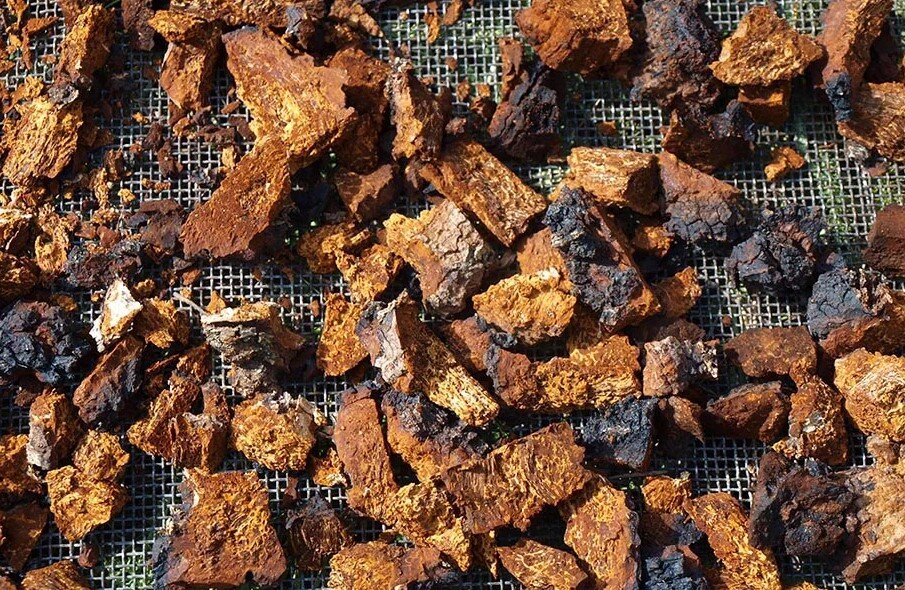 Как правильно собирать и сушить чагу