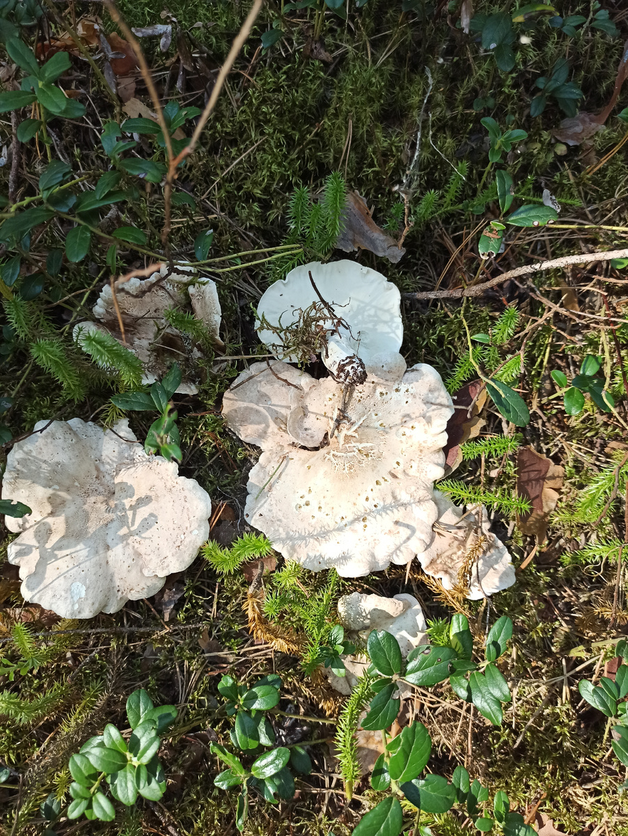 Съедобный или ядовитый гриб? Особенности грибной культуры в разных странах