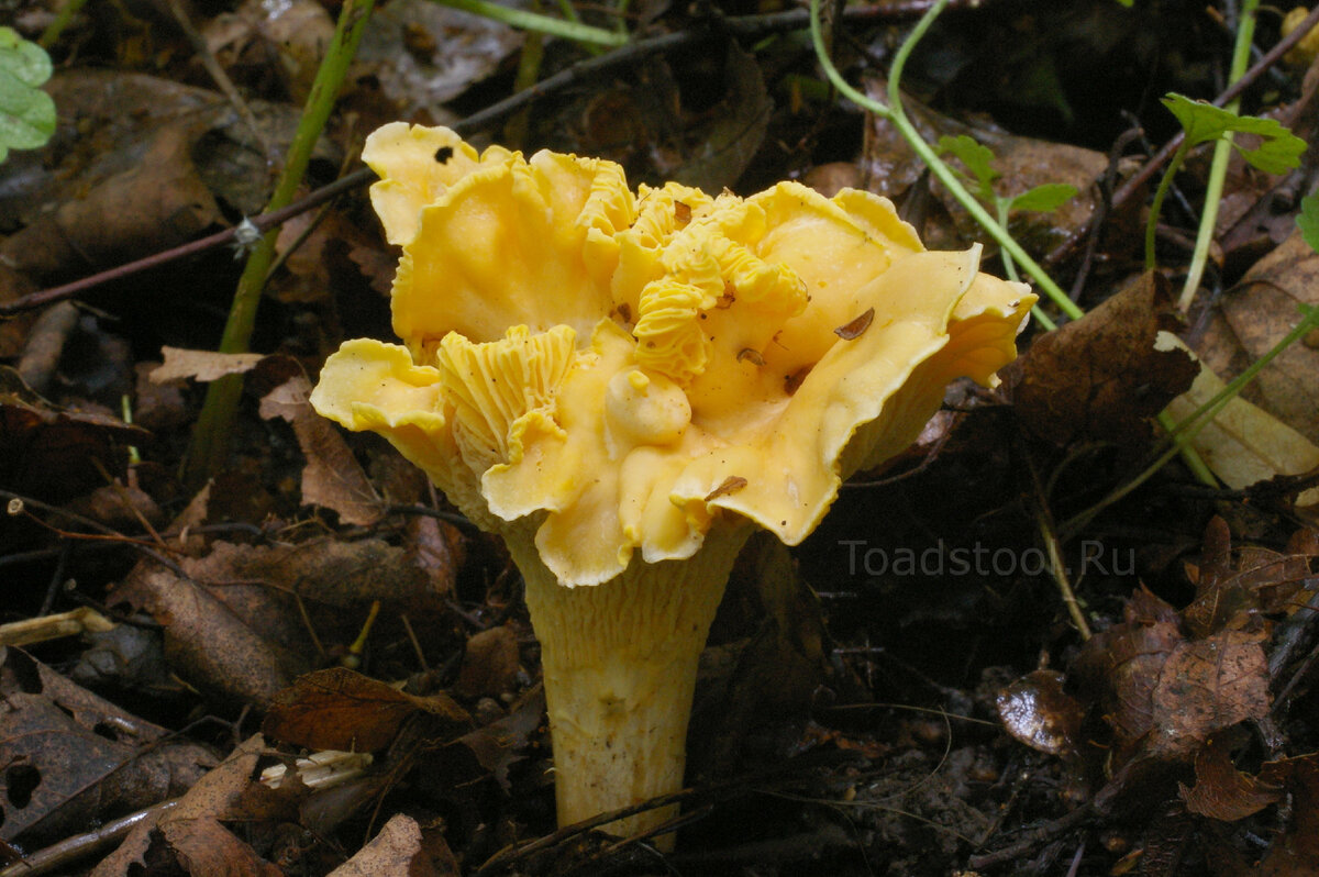 Лисички – не только вкусно, но и полезно!