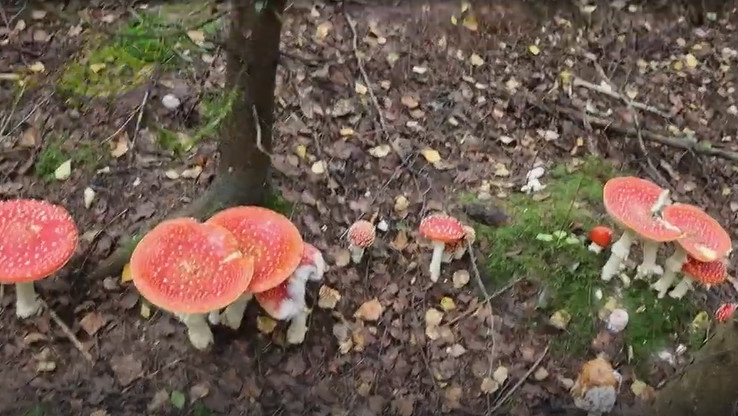 Что будет если съесть мухомор