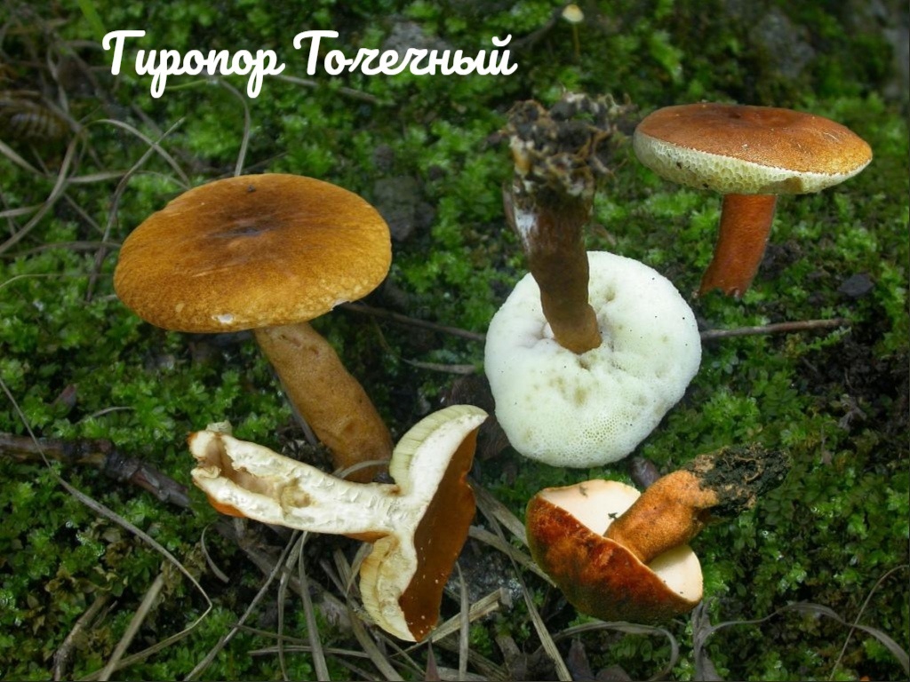 Опёнок темный - фото и описание гриба