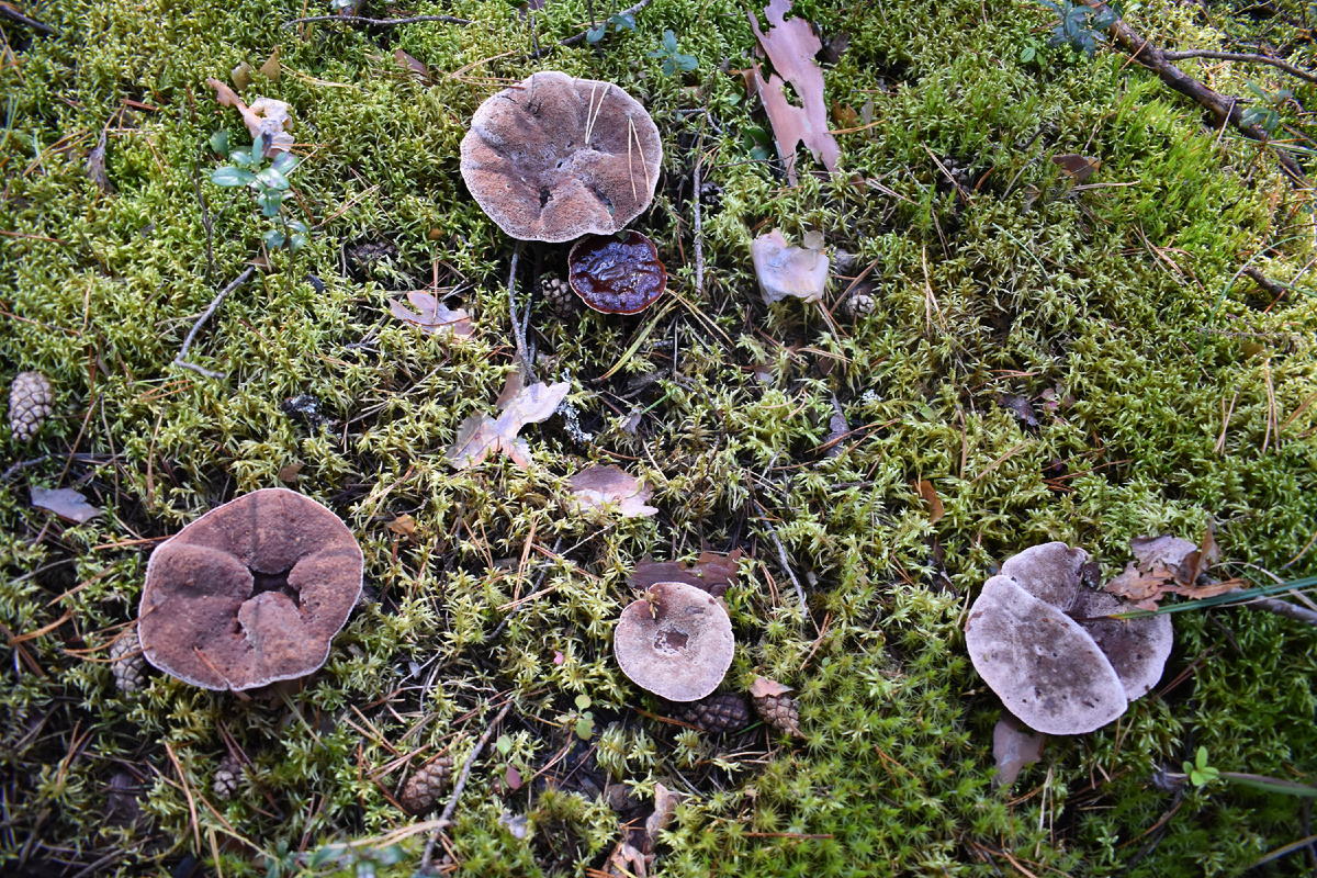 Съедобный или ядовитый гриб? Особенности грибной культуры в разных странах