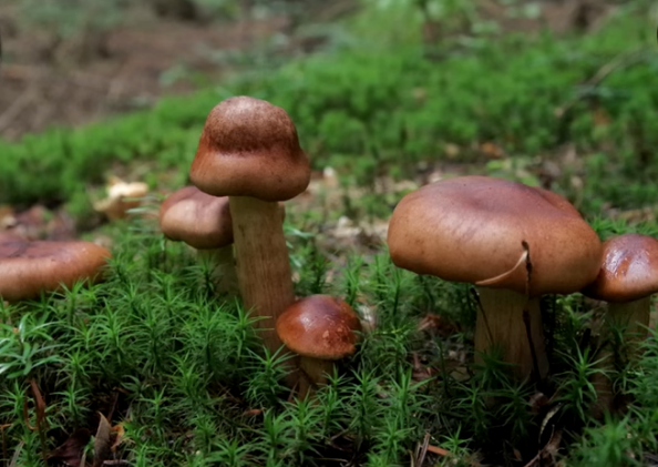 Гриб Головач продолговатый: фото, описание