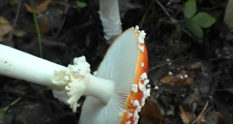 Мухомор красный (Amanita muscaria) - фото, описание