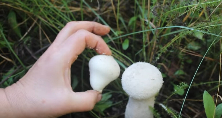 Гриб Головач продолговатый: фото, описание