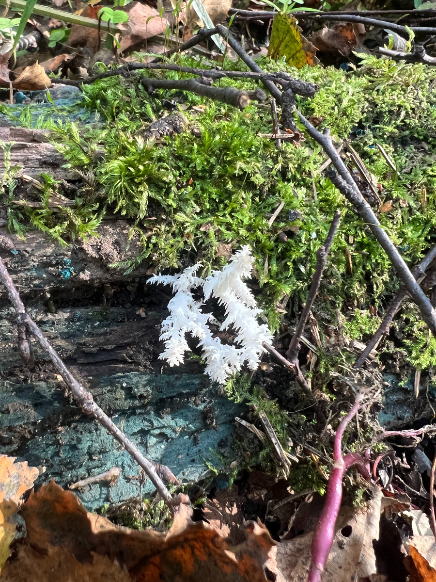 Готовим гриб майтаке