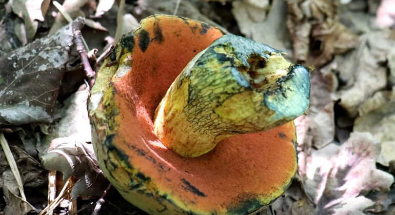 Гриб Дубовик обыкновенный: фото, описание