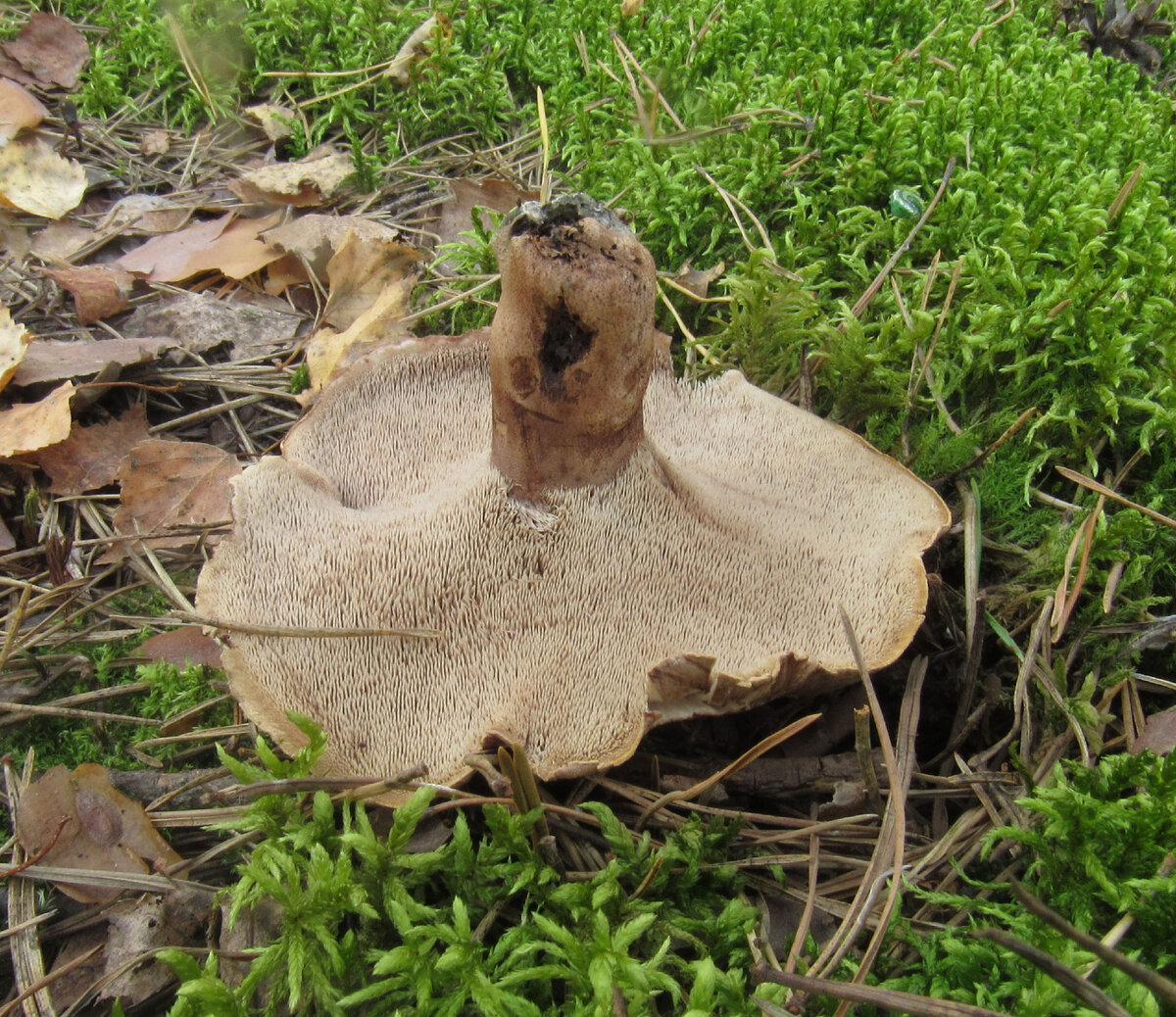 Зерномицелий ежовика гребенчатого