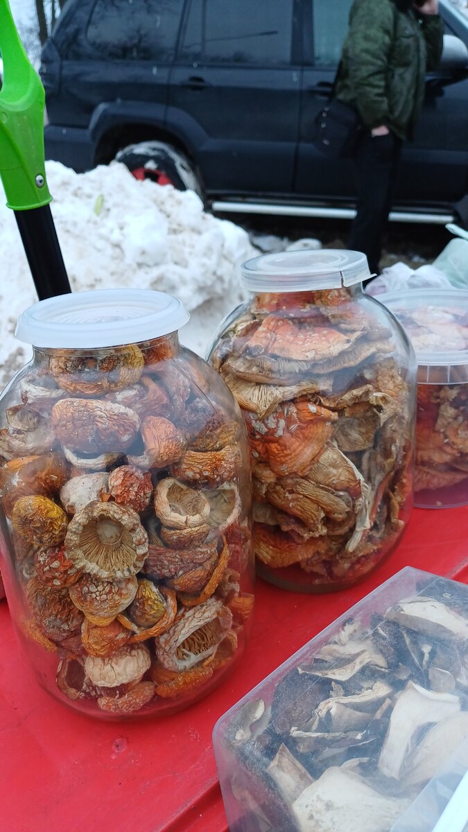 Мухомор красный (Amanita muscaria) - фото, описание