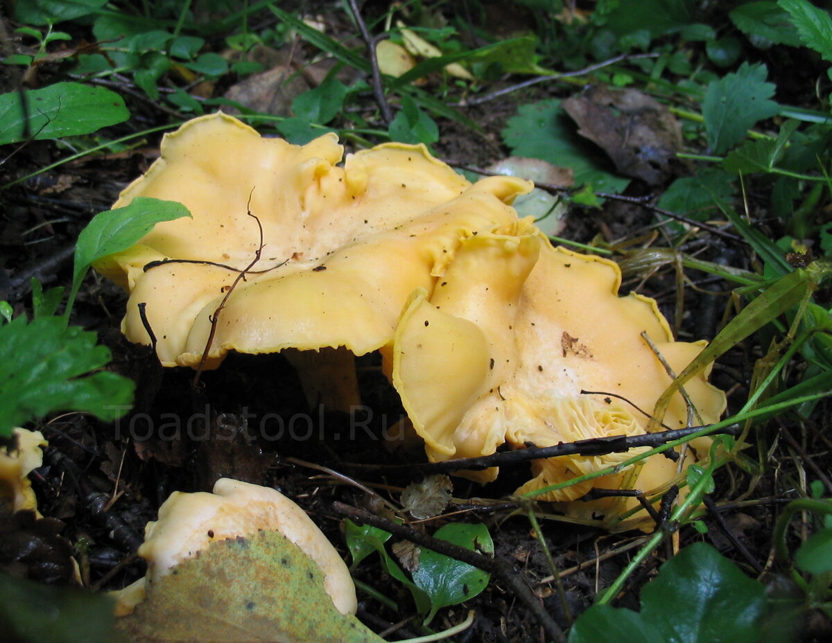 Лисички – не только вкусно, но и полезно!