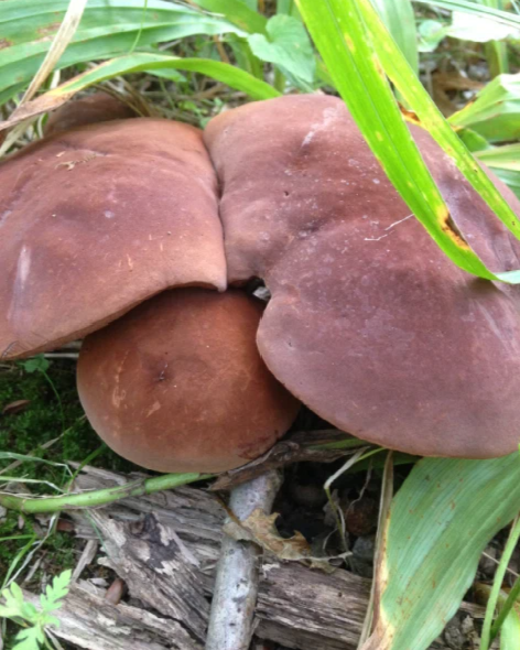 Самые распространенные грибы в мире – самые невкусные?