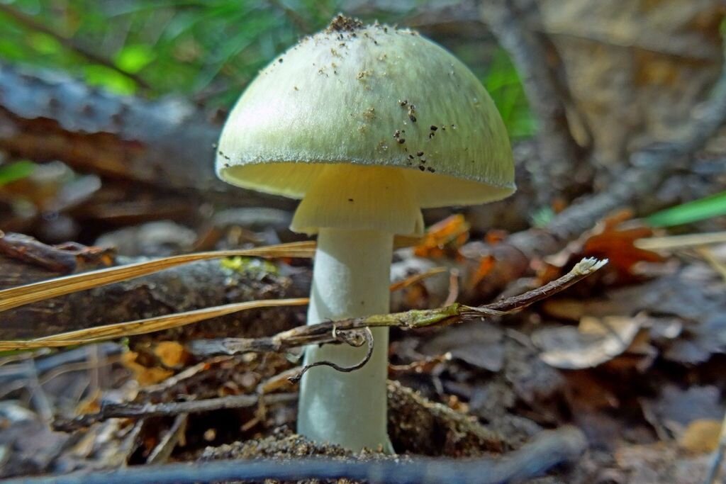 Топ-7 самых необычных грибов