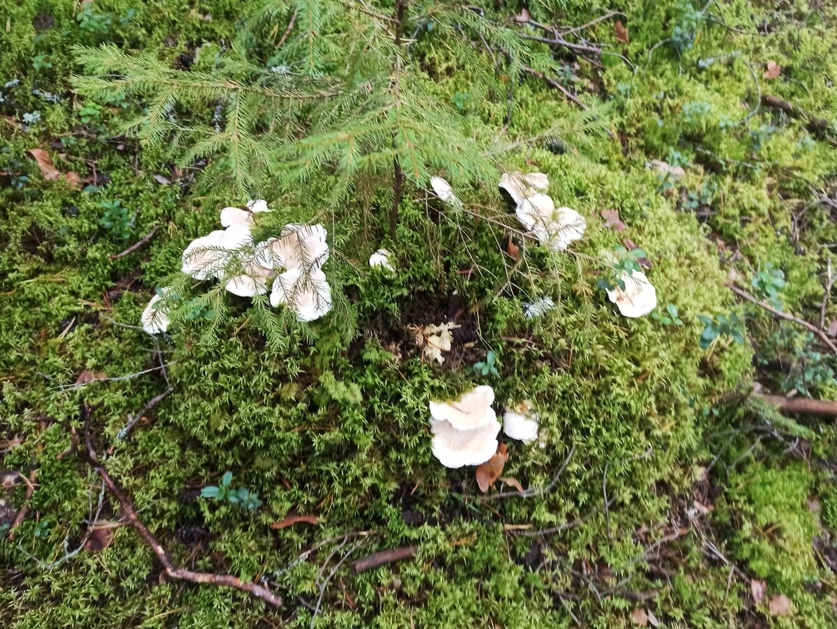 Съедобный или ядовитый гриб? Особенности грибной культуры в разных странах