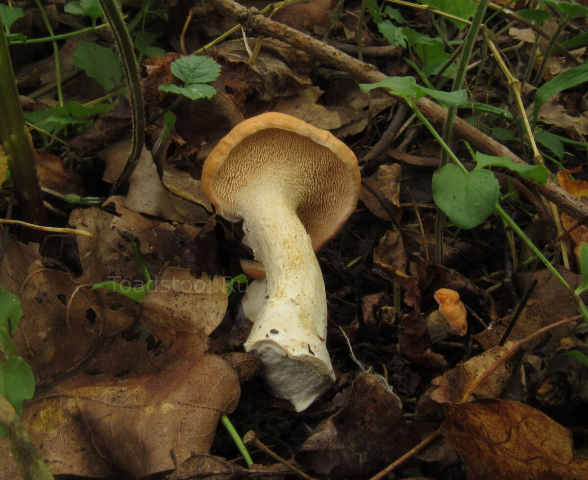 Лисички – не только вкусно, но и полезно!