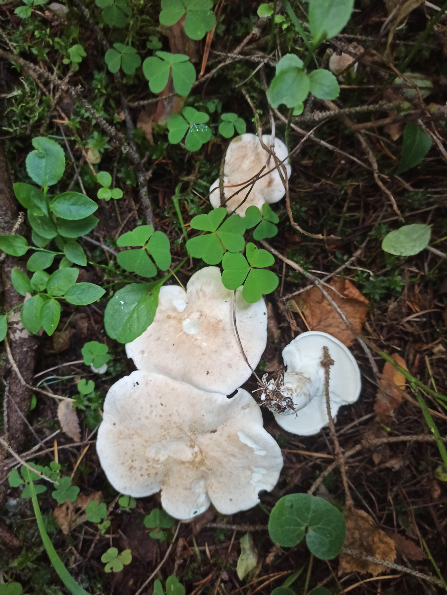 Съедобный или ядовитый гриб? Особенности грибной культуры в разных странах