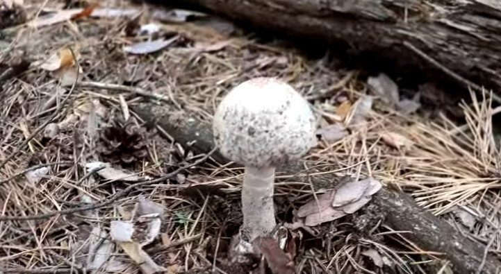 Обзор ангела-разрушителя: Мухомор вонючий Amanita Virosa - фото, описание