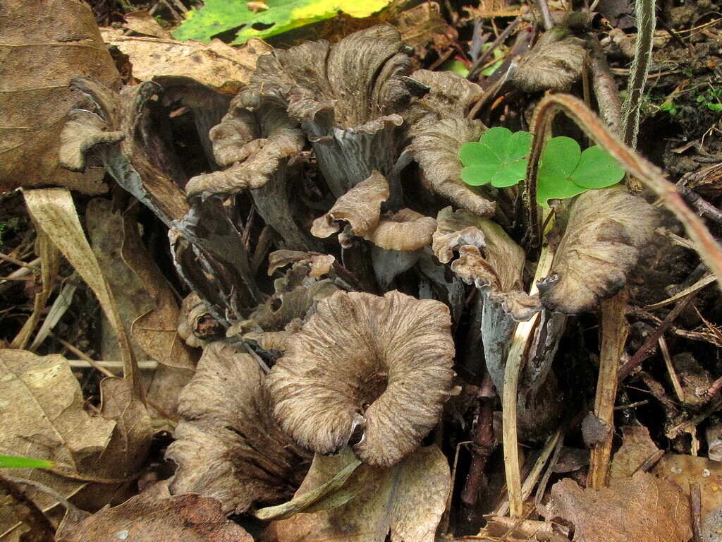 Лисички – не только вкусно, но и полезно!