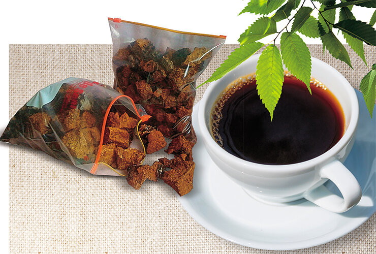 Как правильно собирать и сушить чагу