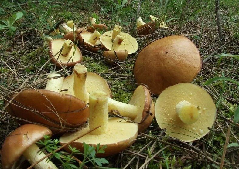 Съедобный или ядовитый гриб? Особенности грибной культуры в разных странах