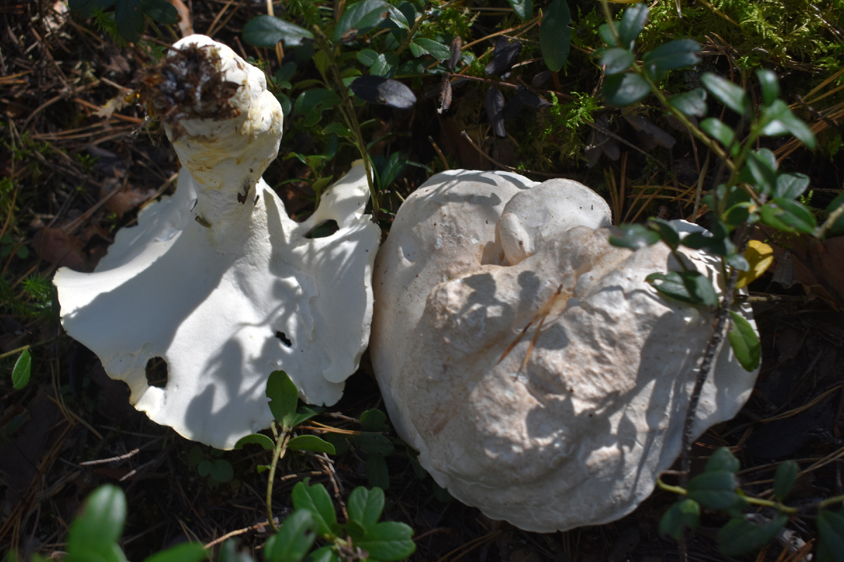 Съедобный или ядовитый гриб? Особенности грибной культуры в разных странах