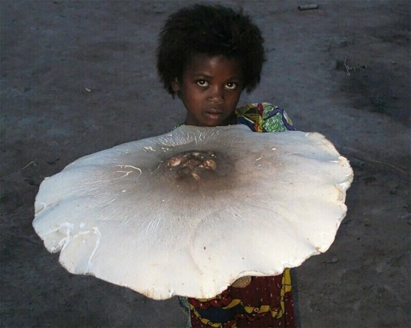 Грибы в космосе – зачем это нужно?