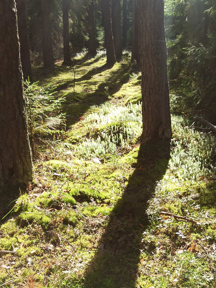 Съедобный или ядовитый гриб? Особенности грибной культуры в разных странах