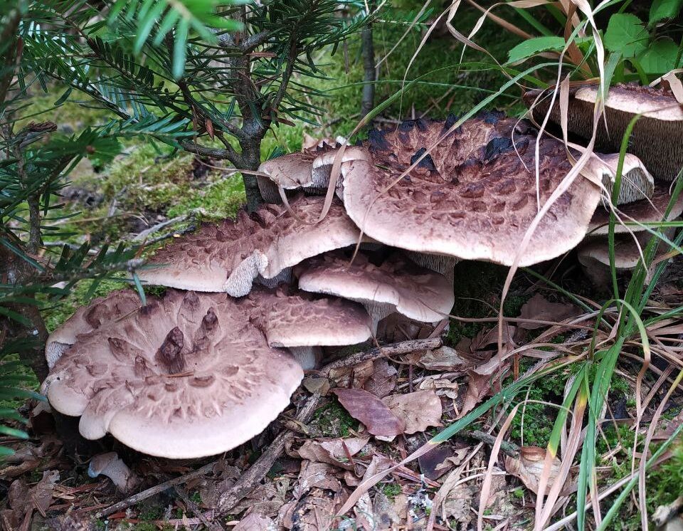 Готовим гриб майтаке