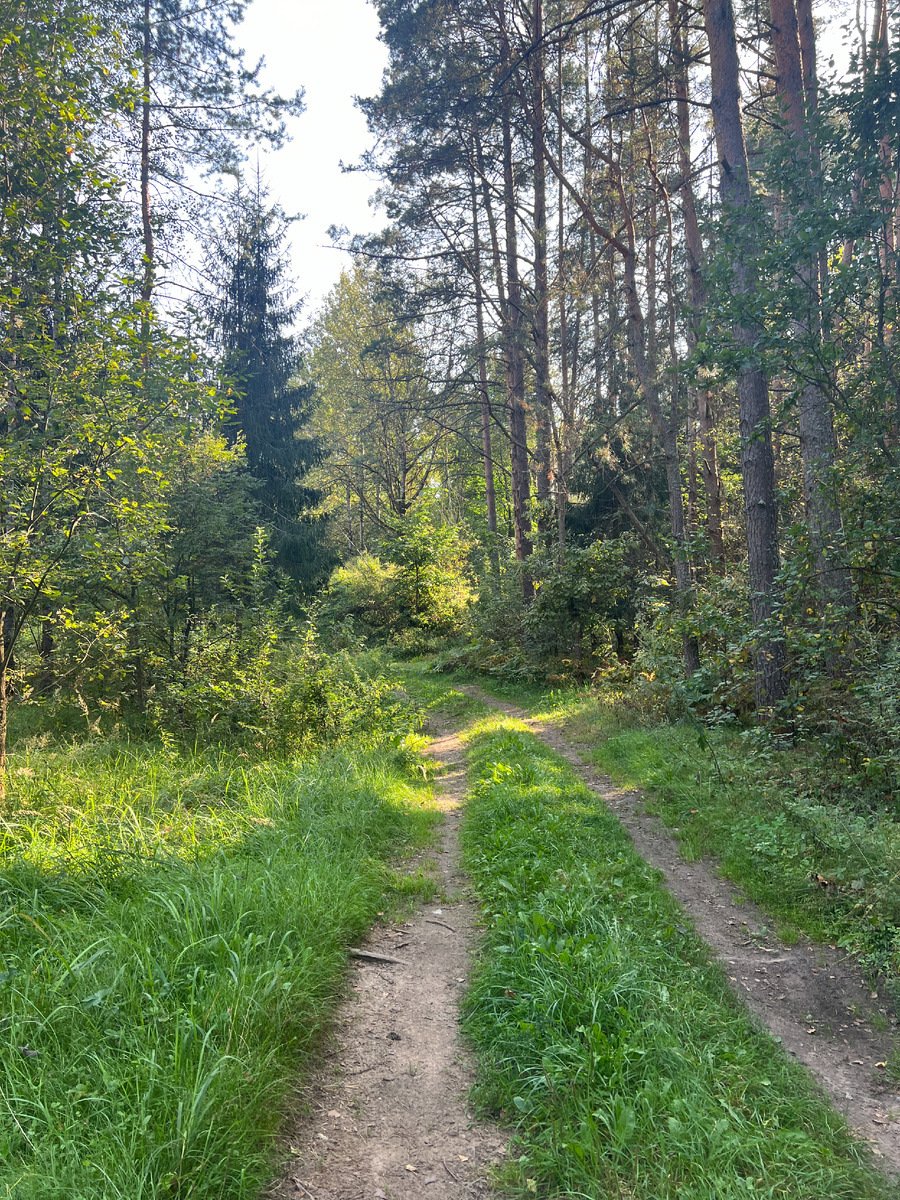 Готовим гриб майтаке