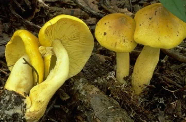 Гриб Головач продолговатый: фото, описание