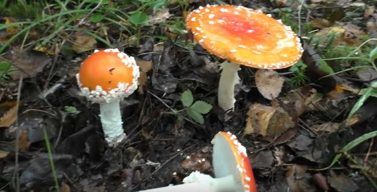 Различные стадии развития красного мухомора - Amanita Muscaria