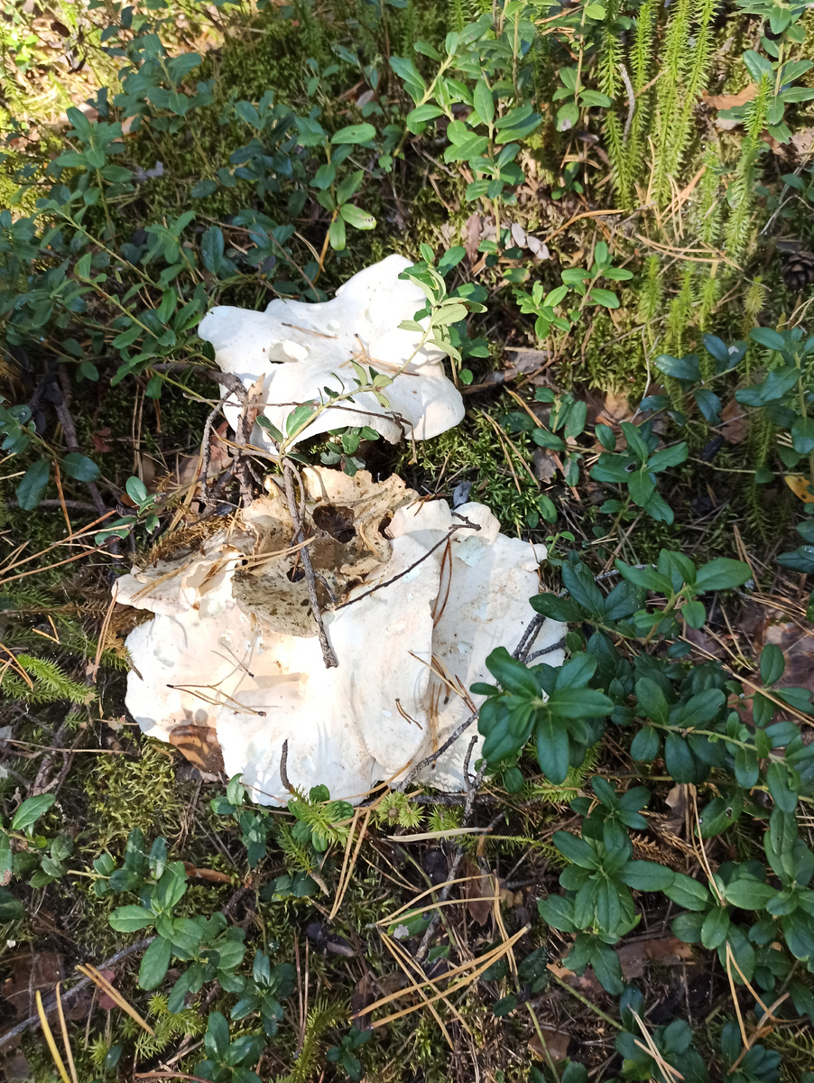 Съедобный или ядовитый гриб? Особенности грибной культуры в разных странах