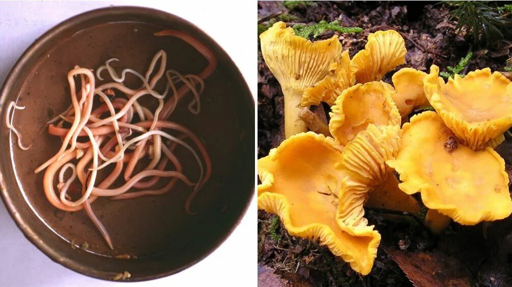 Лисички – не только вкусно, но и полезно!