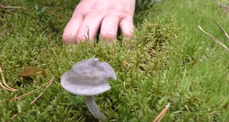 Лисичка Горбатая: фото и описание гриба