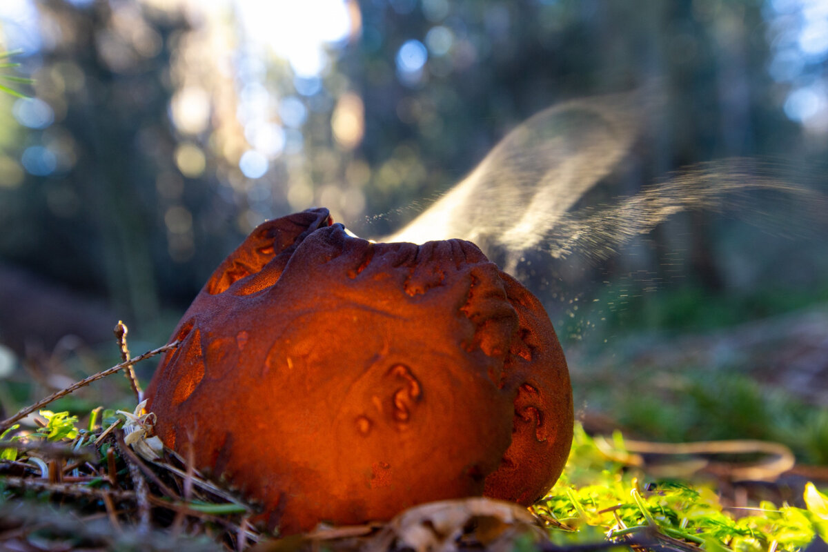 Как правильно собирать и сушить чагу