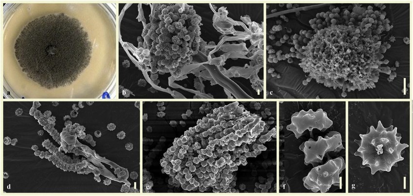 Грибы-хищники – на кого охотятся такие безобидные создания