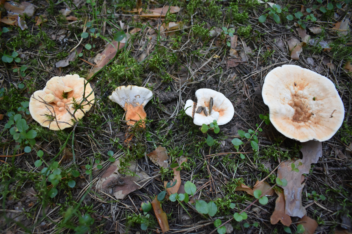 Съедобный или ядовитый гриб? Особенности грибной культуры в разных странах