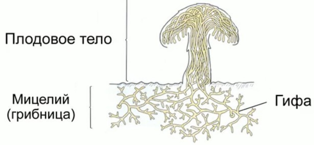 Мицелий простыми словами