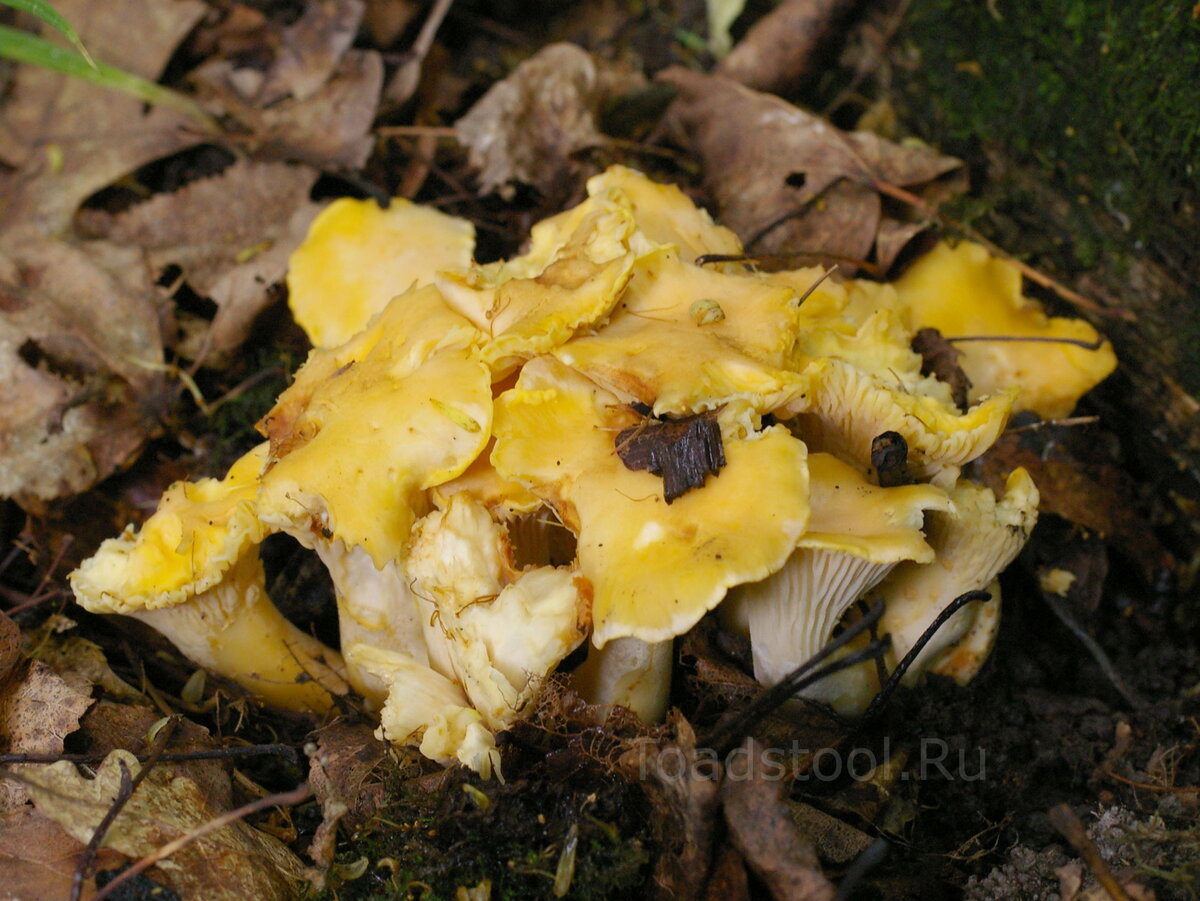 Лисички – не только вкусно, но и полезно!