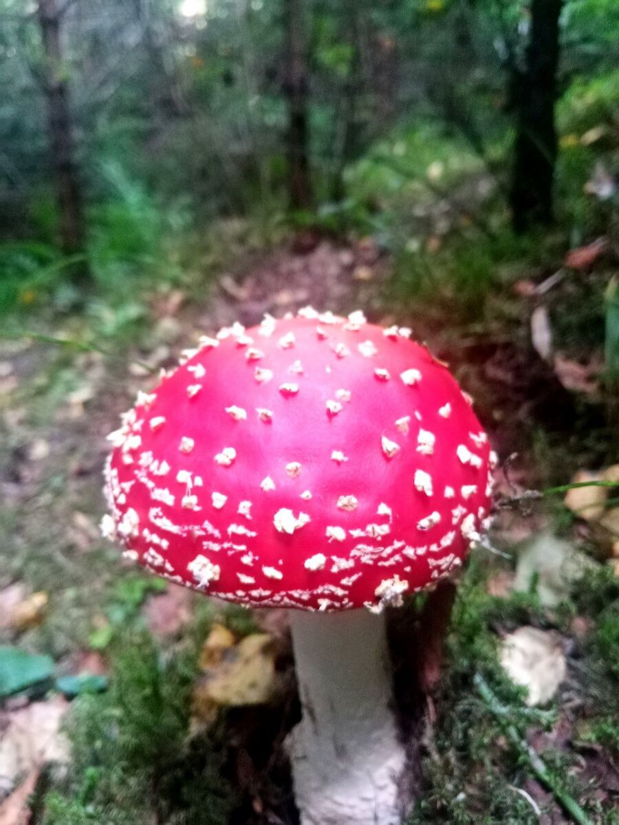 История мухомора